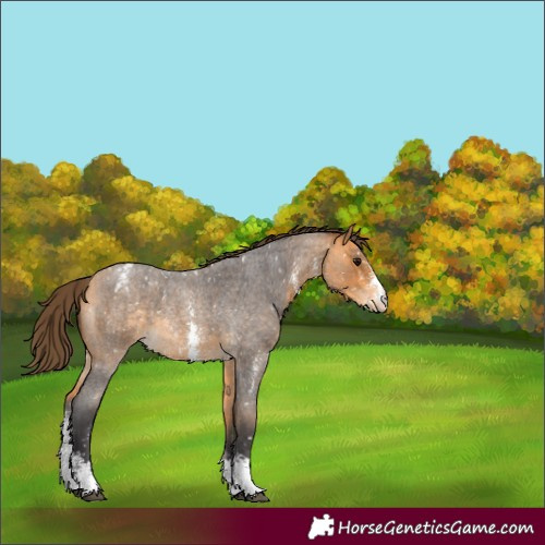 Horse Color:Buckskin Roan Sabino Appaloosa
