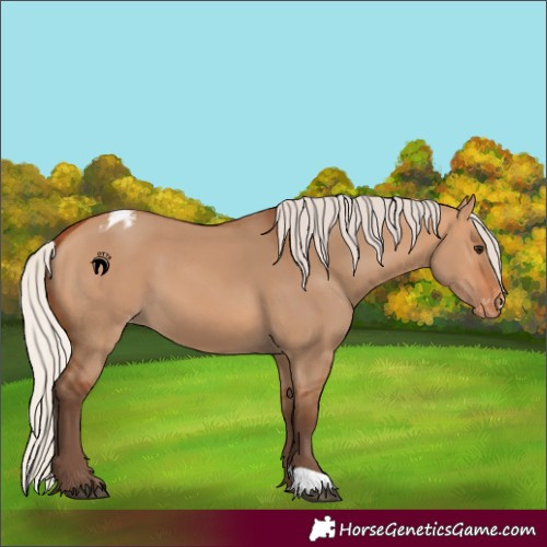 Horse Color:Silver Bay Dun Varnish