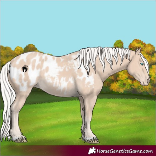 Horse Color:Silver Perlino Blanket 
