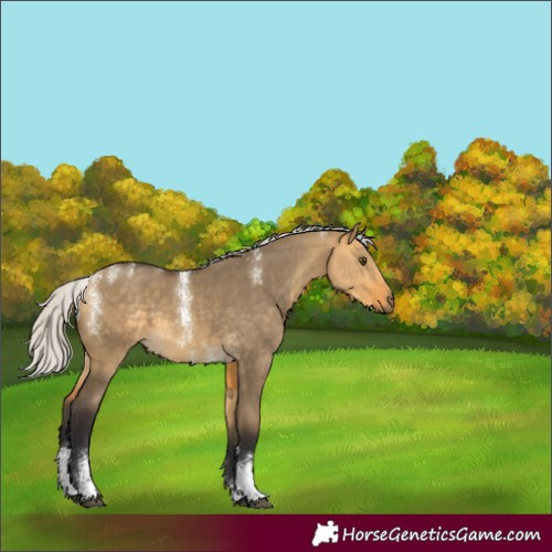 Horse Color:Powder White Silver Buckskin Dun Sabino 