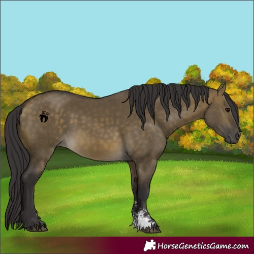 Horse Color:Buckskin Dun Sabino