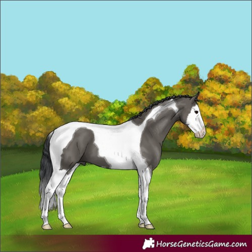 Horse Color:Grullo Splash Tobiano 