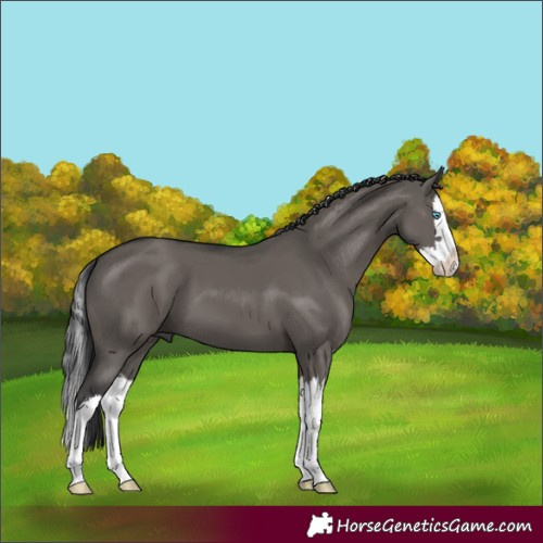 Horse Color:Grullo Splash 