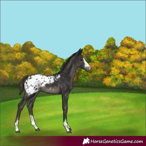 Horse Color:Smoky Black Appaloosa