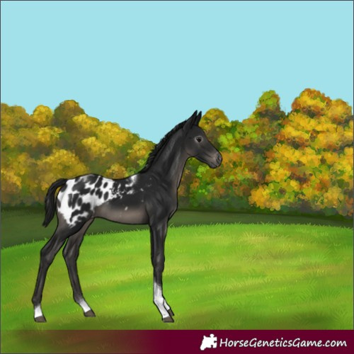 Horse Color:Gray Black Tobiano Appaloosa 