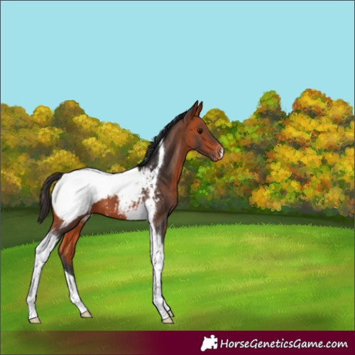Horse Color:Bay Tobiano Appaloosa