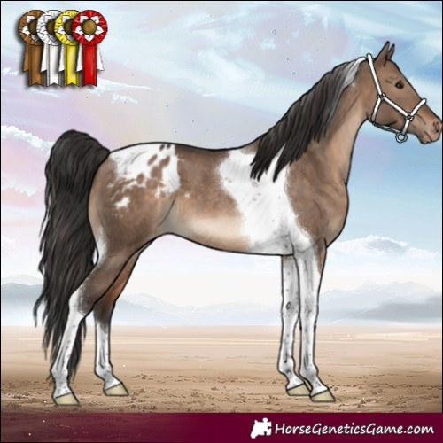 Horse Color:Brown Dun Tobiano Blanket