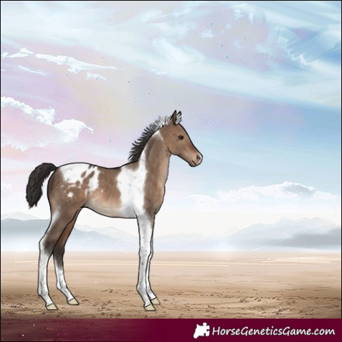 Horse Color:Brown Dun Tobiano Blanket