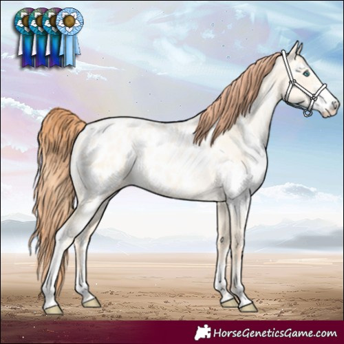 Horse Color:Amber Cream Champagne Pearl Dun Sabino Blanket 