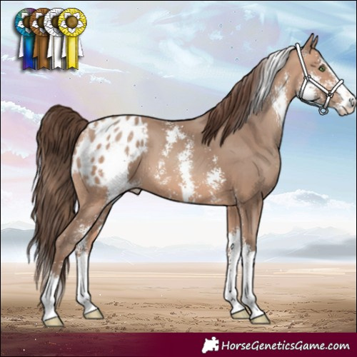 Horse Color:Amber Champagne Sabino Varnish 