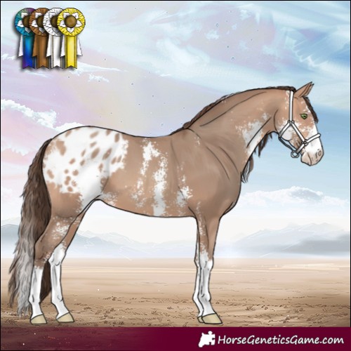 Horse Color:Amber Champagne Sabino Varnish