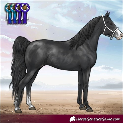 Horse Color:Black Sabino Varnish Rabicano