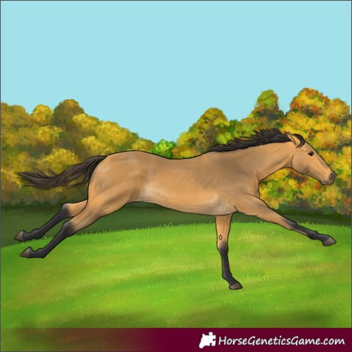 Horse Color:Buckskin
