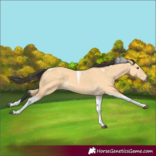 Horse Color:Buckskin Tobiano 