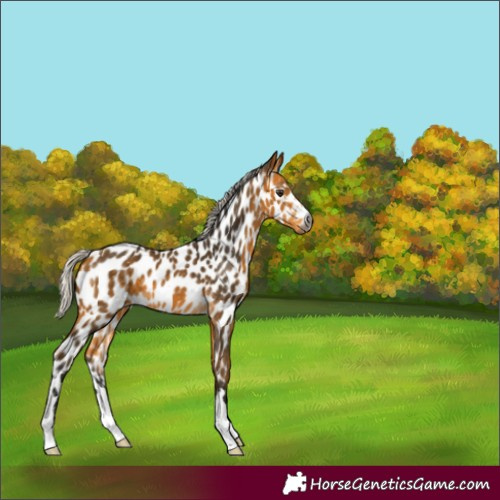 Horse Color:Gray Silver Buckskin Appaloosa 