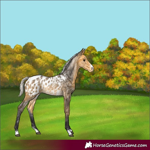 Horse Color:Silver Buckskin Ice Appaloosa 