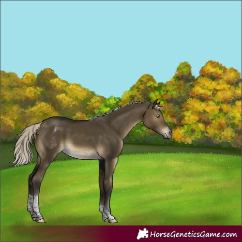 Horse Color:Gray Silver Buckskin Dun Mushroom Tobiano Appaloosa Rabicano 