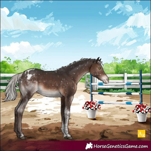 Horse Color:Silver Brown Mushroom Tobiano Appaloosa Rabicano