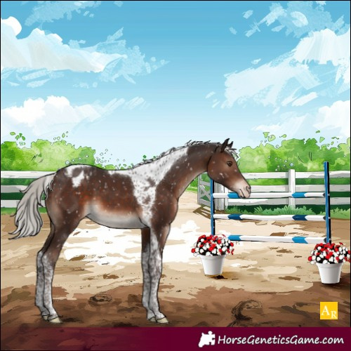 Horse Color:Silver Brown Mushroom Tobiano Appaloosa