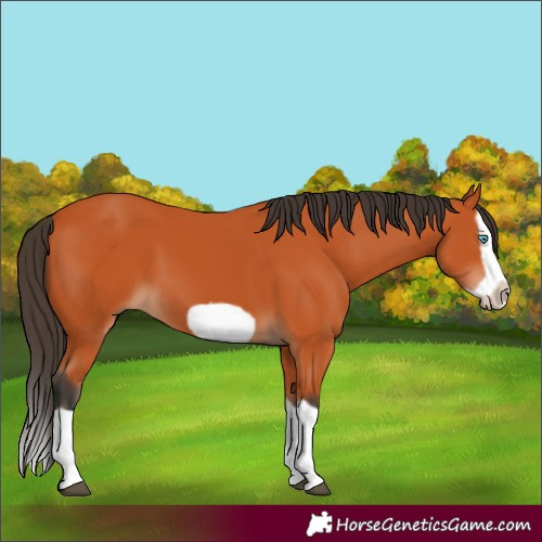 Horse Color:Bay Splash Frame 