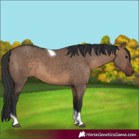 Horse Color:Brown Dun Tobiano