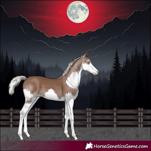 Horse Color:Silver Black Splash Rabicano