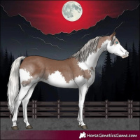 Horse Color:Silver Black Splash Rabicano