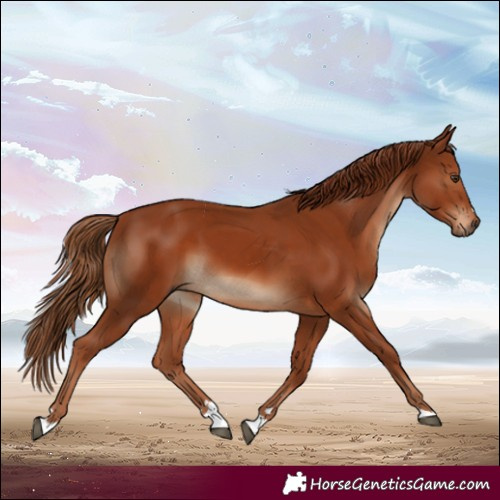 Horse Color:Chestnut 