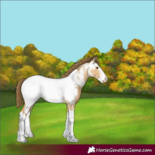 Horse Color:Buckskin Dun Splash Appaloosa 