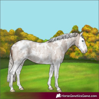 Horse Color:White Spotted Silver Grullo Roan Splash Rabicano 
