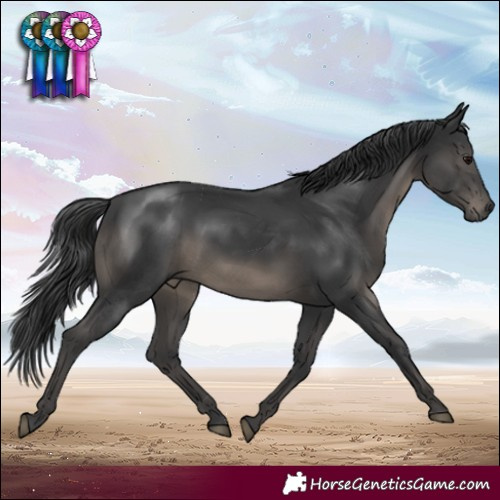 Horse Color:Black 