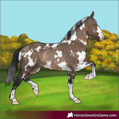 Horse Color:White Spotted Brown Dun Rabicano 