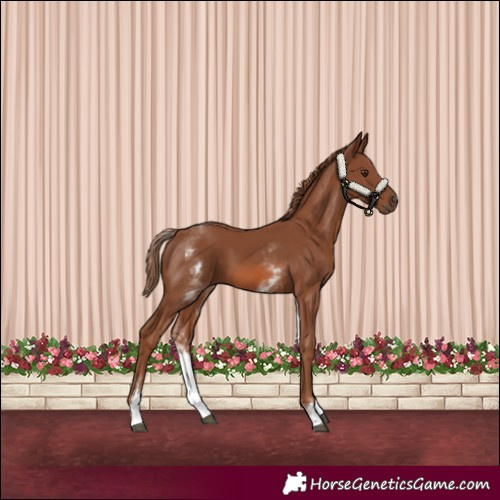 Horse Color:White Spotted Chestnut 