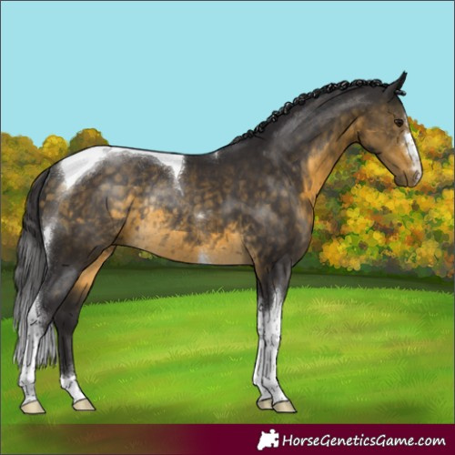 Horse Color:Buckskin Tobiano Rabicano 