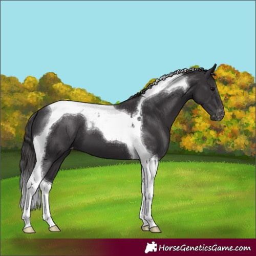 Horse Color:Smoky Black Tobiano Varnish 
