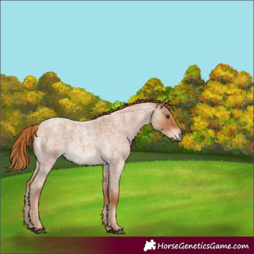 Horse Color:Unknown 