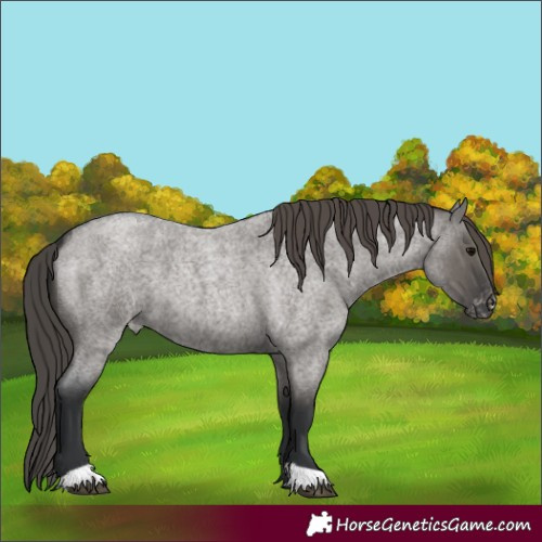 Horse Color:Unknown 