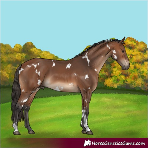 Horse Color:White Spotted Bay 