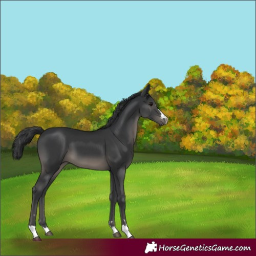 Horse Color:Black 