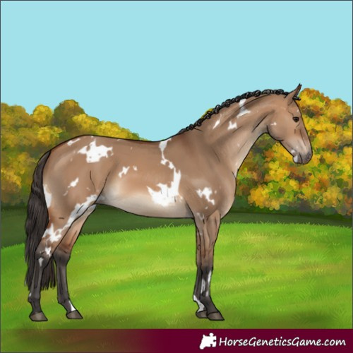 Horse Color:White Spotted Bay Dun 