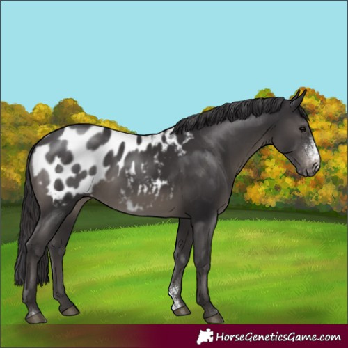 Horse Color:Smoky Black Sabino Blanket