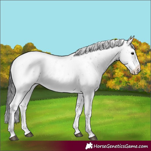 Horse Color:Black Sabino Blanket Rabicano 