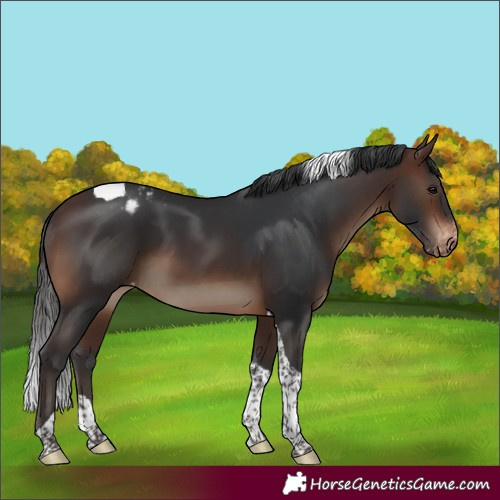 Horse Color:Brown Tobiano Varnish 