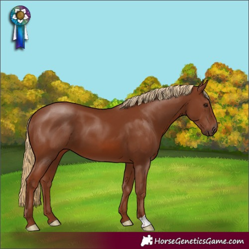 Horse Color:Chestnut 