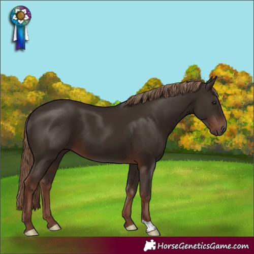 Horse Color:Liver Chestnut 