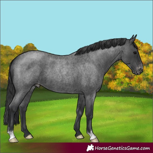 Horse Color:Blue Roan Varnish 