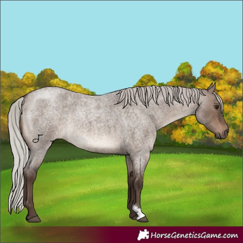 Horse Color:Silver Brown Roan Dun