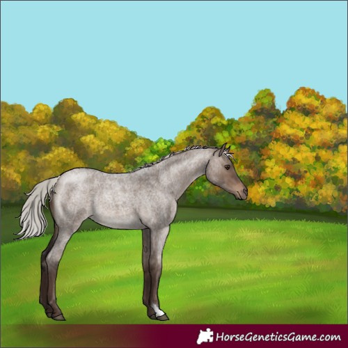 Horse Color:Silver Brown Roan Dun 