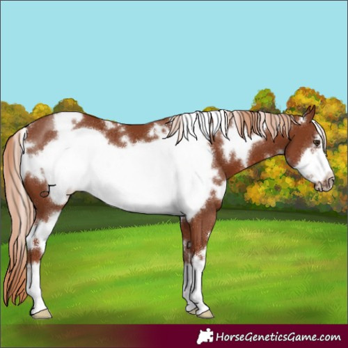 Horse Color:White Spotted Chestnut Frame 