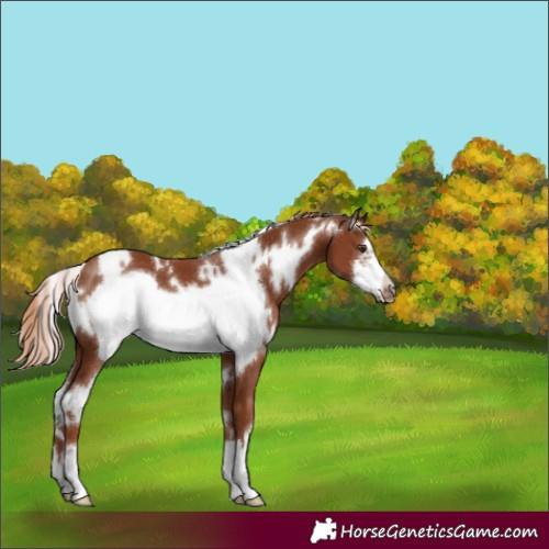 Horse Color:White Spotted Chestnut Frame 